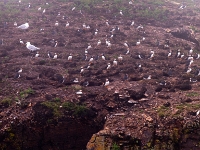 Puffin Viewing Site